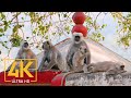 Rishikesh, Dehradun, Himalaya, India - 4K Urban Documentary Film - Short Preview Video