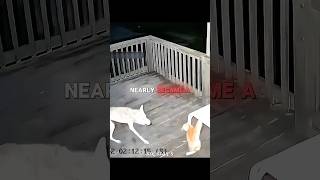 Cat Escapes Fox Attack By Inches