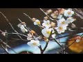 湯島の白梅 小畑実