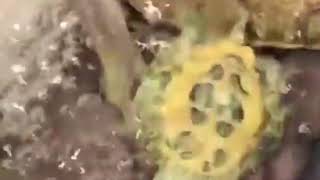 Spinning Turtle