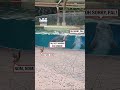 Dolphins Find A Squirrel Friend 🐬❤️🐿️