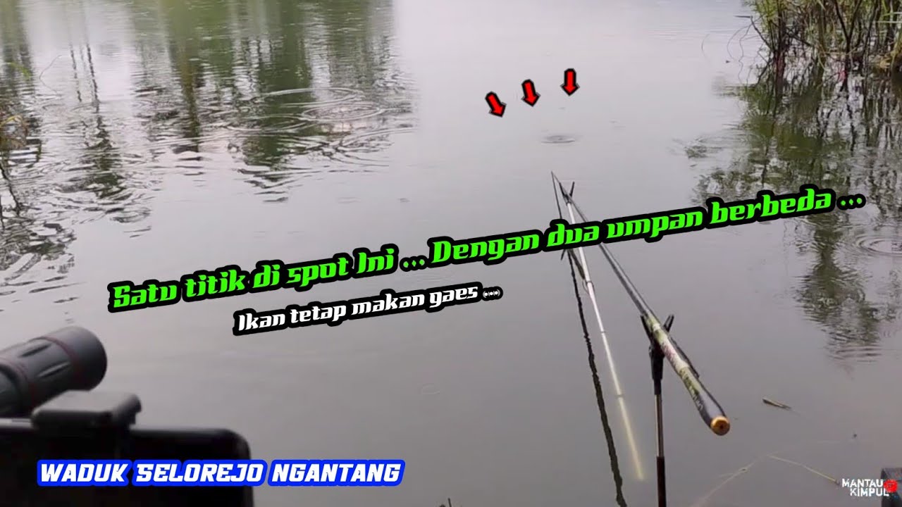 Mancing Ikan Nila di Spot Madun Waduk Selorejo Ngantang WSN | Habis Lumutan Lanjut Umpan Pelet