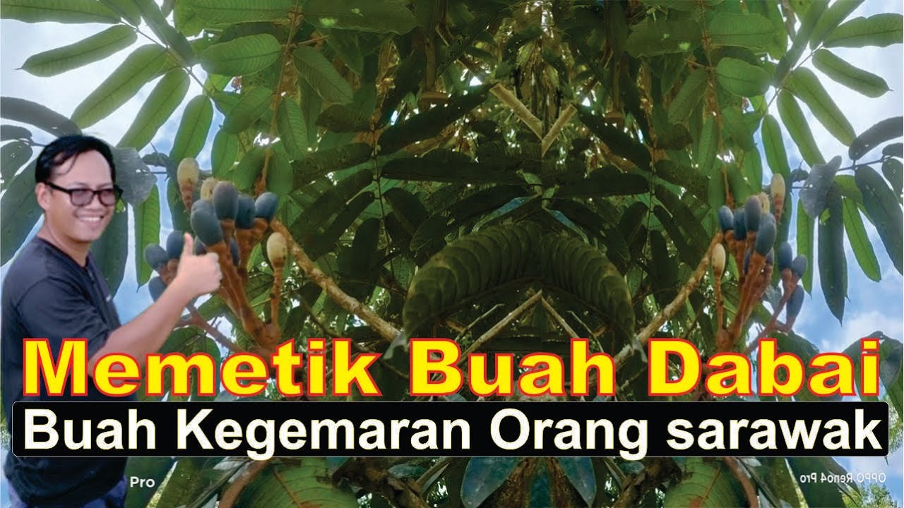 MeMetik Buah Dabai Buah Kegemaran Org Sarawak Malaysia YouTube