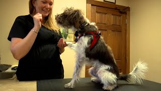 Tips for pet care amid poor air quality