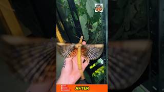 Hidden Creatures To Jungle Giants Animal Transformations #animals #wildlife #animaltransformation