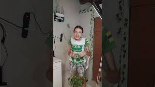 Janu's Room (parte 15) #fypシ #humor #shorts #viral