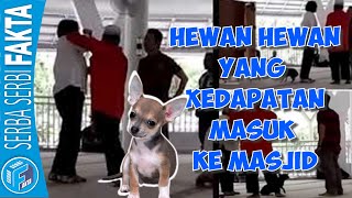 VIRAL - Hewan Hewan Yang Pernah Kedapatan Masuk Ke Dalam Masjid
