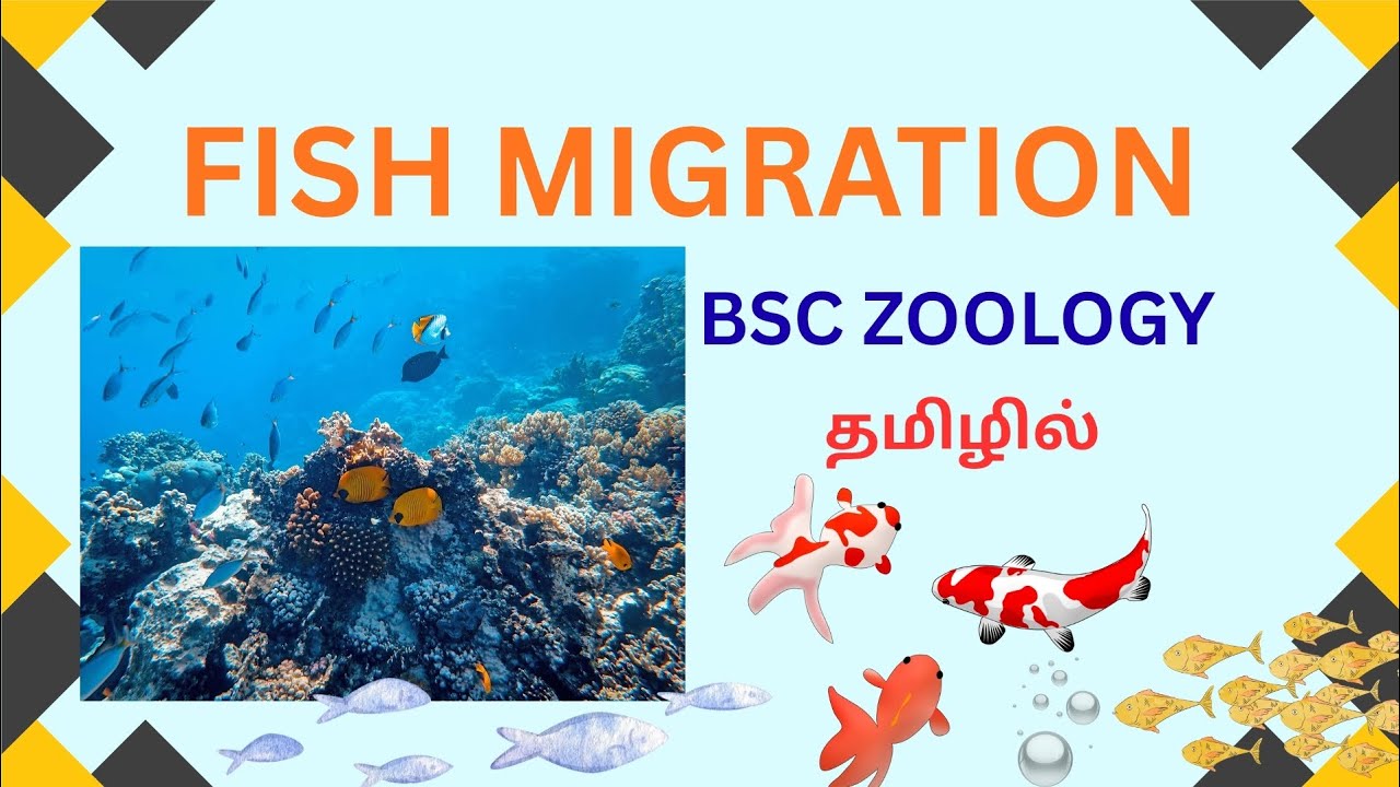 Fish Migration in tamil/Fish🐟 Migration causes,Types and examples in tamil 