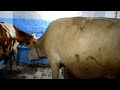 Румтур корівника після ремонту 😎вже з коровами Brown Swiss, але не ті що у Бобошка 🤣