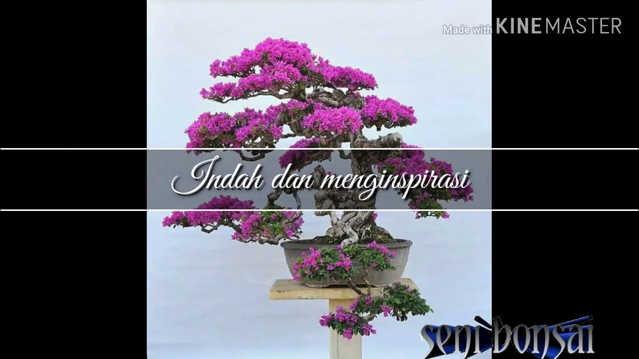 70 bonsai  bugenville bunga  kertas  yang menginspirasi 