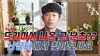 tvN 드라마 '작은아씨들'에 나온 그 난초들?? 여기서 구매하세요 - 이원난의 난장터 (220926)