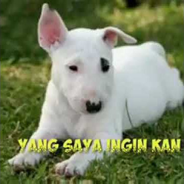 story wa;Porbi familly144