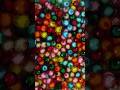 Use colorful beads to make simple beautiful bracelet. #beading #beadedbracelet #shorts