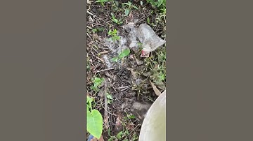 Cách Bắt trùng làm mồi câu siêu đơn giản #causantv #fishing #shorts