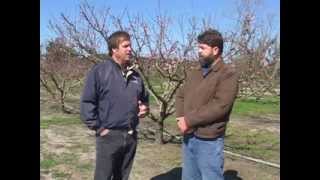 Stonefruit - Introduction