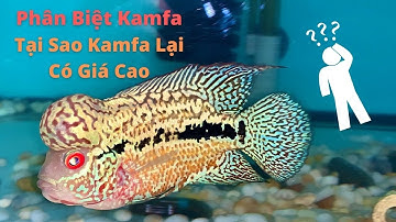Phân Biệt Đặc Tính Cá La Hán Kamfa | Cá Cảnh Đại Lâm Mộc