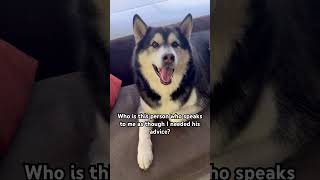 Dogs belong on the couch #husky #dog #dogparent #dogvideo #funnydog #funnyvideo #puppy #shorts
