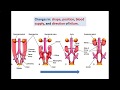 Development of Kidneys(2)-Metanephros - Dr. Ahmed Farid