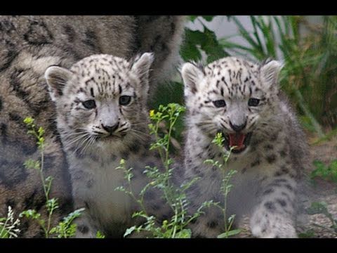 ユキヒョウの赤ちゃん初公開 Snow Leopard S Babies Debuts Youtube