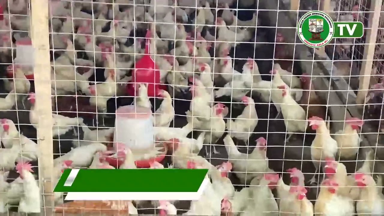 WEIJA-GBAWE IN FOCUS