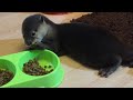 カワウソさくら 初公開！さくらが初めて我が家に来てからの動画 Video of the first time an otter came to my house