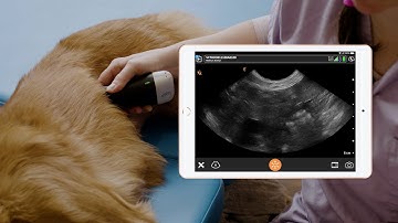 Why the New Clarius HD Ultrasound is the Right Choice for Veterinarians