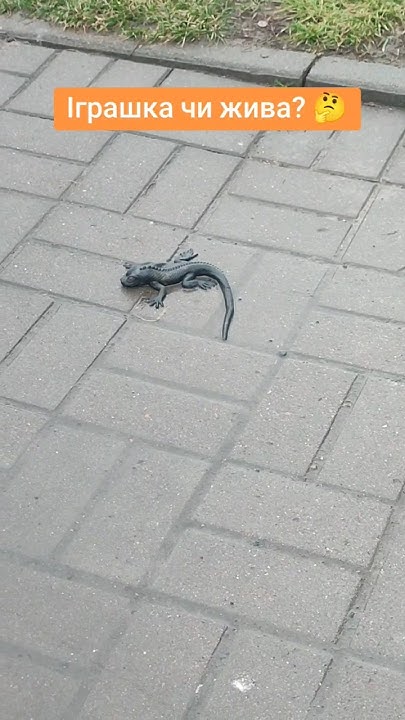 #ящірка #ящерица #дракон #lizard - YouTube