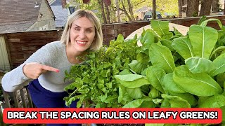 Details Spacing Rules On Leafy Greens BREAK THEM! This Is What Happens Update