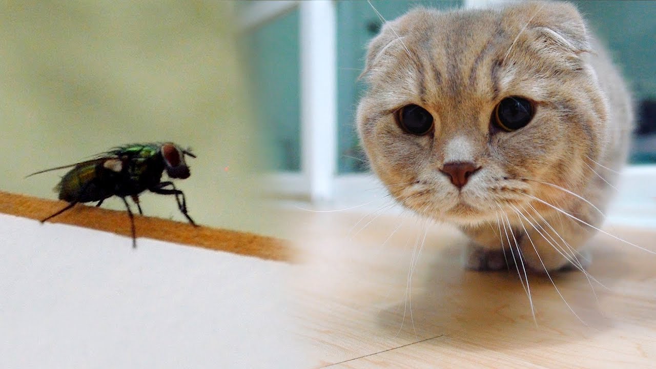 Cat Try to Catch Fly [SURI&NOEL] YouTube