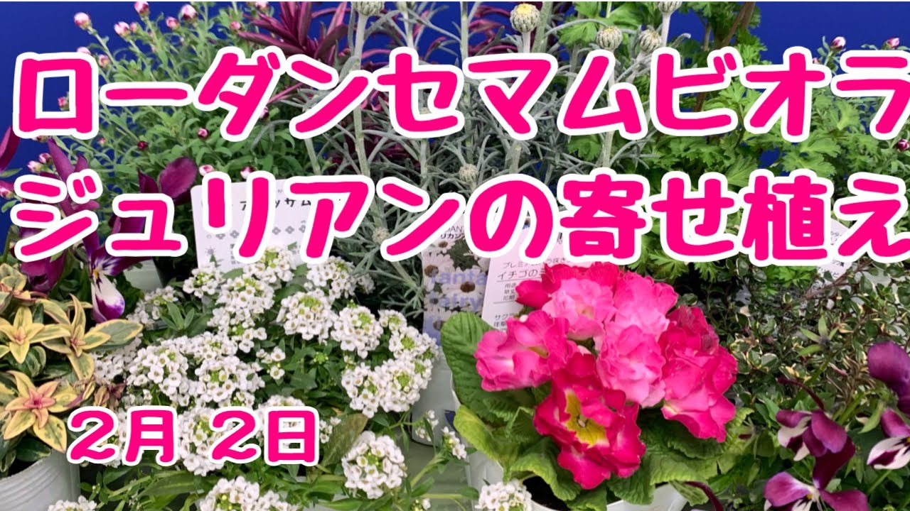 ローダンセマムとビオラバニーの寄せ植え プランツギャザリング Youtube