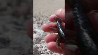 Savage Gear 4D Craw