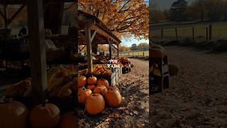 Fall Vibes