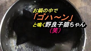 お鍋の中で「ゴハ～ン」と鳴く、野良子猫ちゃん（笑）Kitten in a pot【いなか猫2444】japanese funny cat