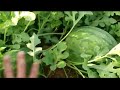 إبداع زراعة البطيخ فى المملكة العربية السعودية مزرعة الأخ راكان السيف لوحة فنية رائعة الله يبارك