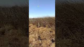 pesca de pejerrey laguna de lobos 25 de junio 2026