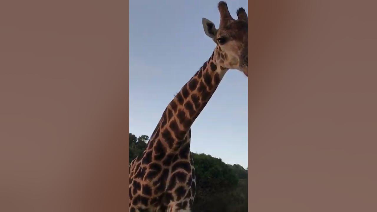 Are male giraffes taller than females? #Shorts - YouTube