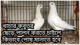 খাচার কবুতর ছেড়ে পালন করতে চাইলে কিভাবে পোষ মানাতে হবে How To Keep A Pigeon If You Want To Leave It screenshot 5