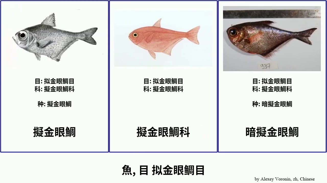 魚, 目 拟金眼鲷目 fish Bobby 擬金眼鯛科 Richards 深海鯡科 黃鰭擬金眼鯛 Hologram 安芬擬金眼鯛 纓鰐齒魚 鳄齿鱼属 暗擬金眼鯛 Pempheriformes
