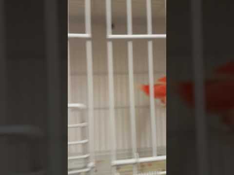 Rosso brinato ali bianche in fase di preparazione cove - YouTube