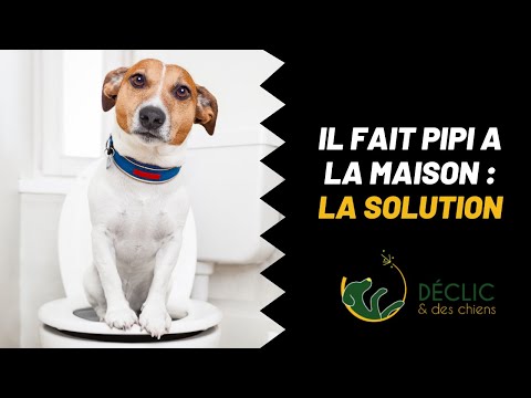 Vidéo: La diète aux haricots verts pour chiens