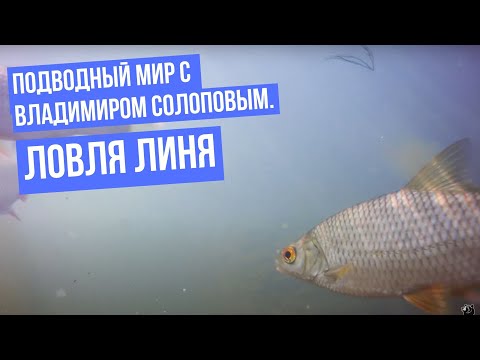 Ловля линя \ Подводный мир с Владимиром Солоповым