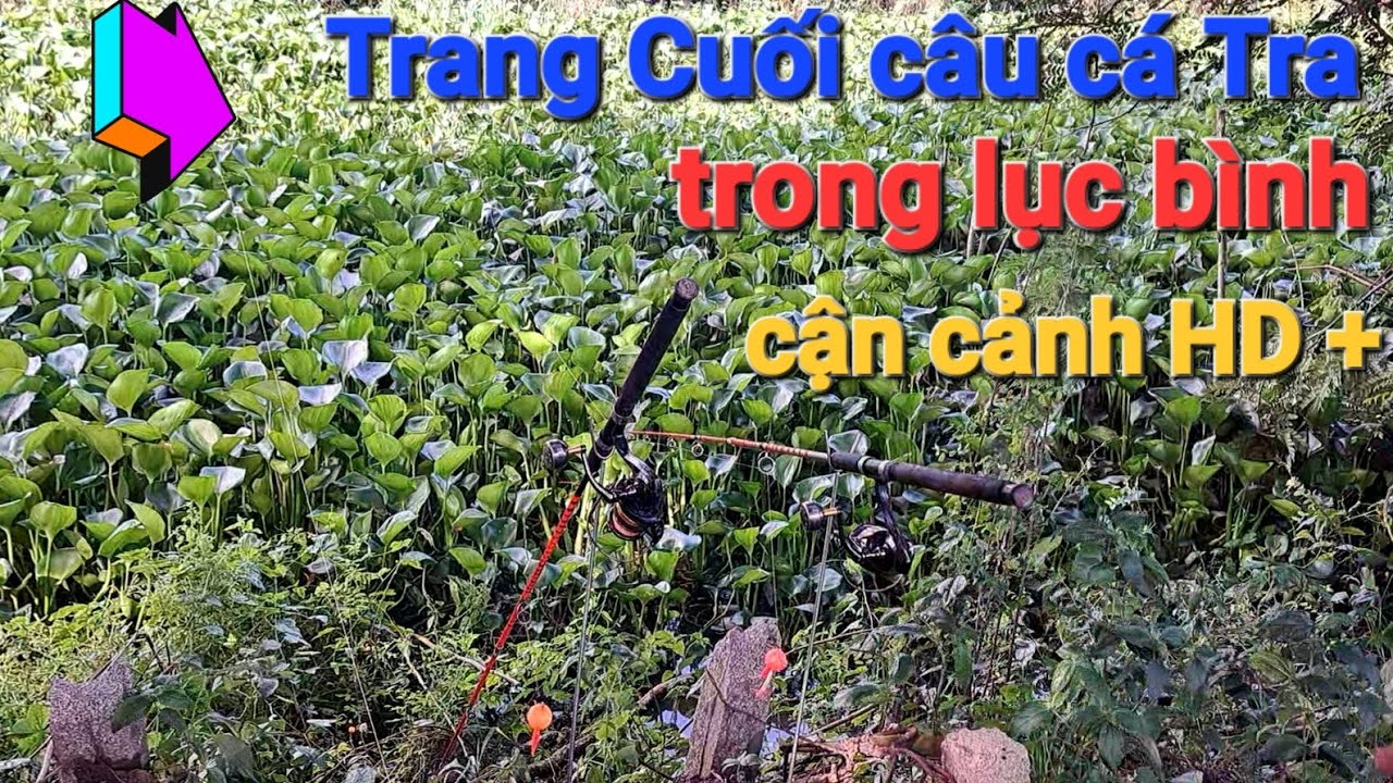 Câu Cá Tra Sông Videos Fun Chi Tiết Cận Cảnh Cách Câu Cá Tra Trong Lục Bình Dầy Đặc / P154