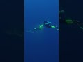 Scuba Diver Survives Shark Bite | 1 of 5