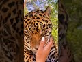 Jaguar kisses amazing