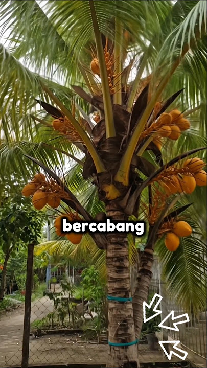 Pohon Ajaib di Timur Indonesia #viral