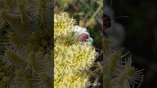 תריסית הפסים 🔺 Graphosoma lineatum - על  גזר זהוב  🌼 Daucus aureus