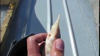 Fish Beat Box 2016 Fishing