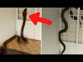 Les plus gros Serpents du Monde - Les 10 PLUS GROS Serpents JAMAIS Découverts!