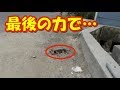 道端で横たわる子犬を発見！瀕死にも関わらず最後の力で尻尾を振り続けた【驚愕】
