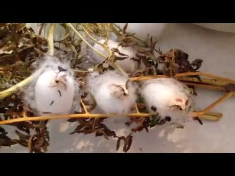 აბრეშუმის პარკიდან პეპელას დაბადება ბათუმი მე – 8 საჯარო სკოლა მ.წივწივაძე